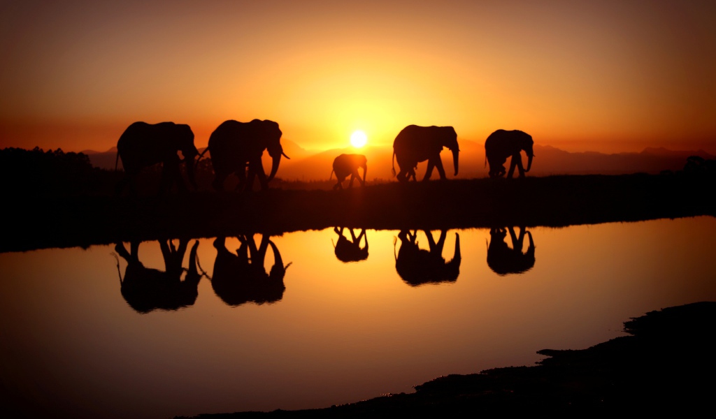 Стадо слонов отражается в воде на закате солнца