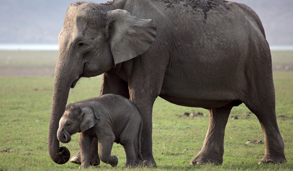 Большая слониха с детенышем