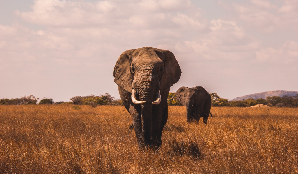 Большие слоны идут по сухой траве