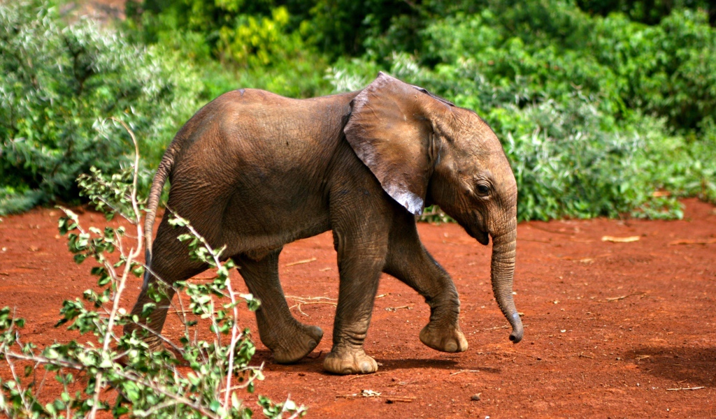 Маленький забавный слоненок 
