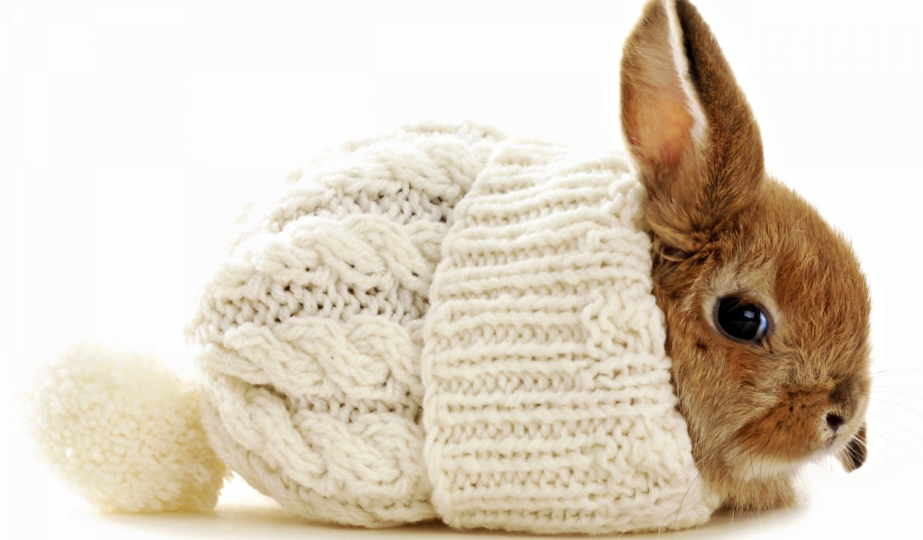 Маленький декоративный кролик сидит в белой вязаной шапке