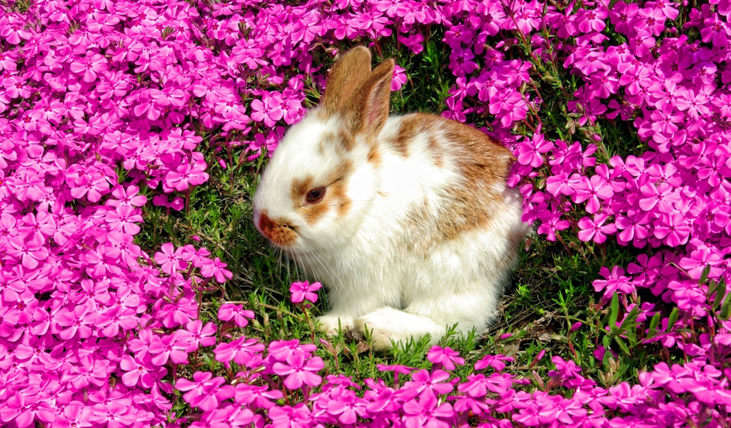 Декоративный кролик сидит в красивых розовых цветах