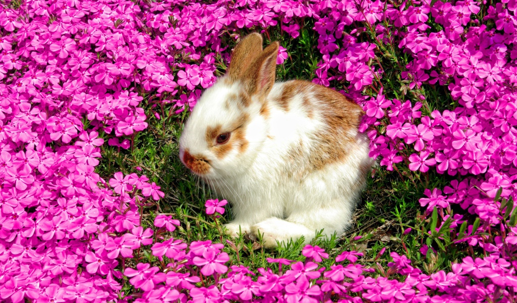 Декоративный кролик сидит в красивых розовых цветах