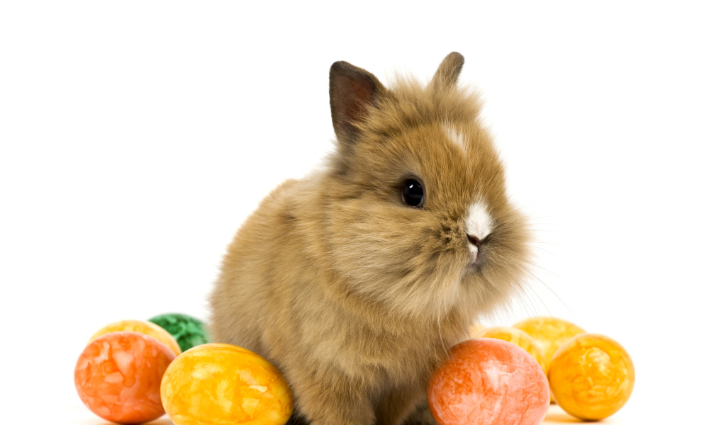 Decorative rabbit with dyed eggs on a white background