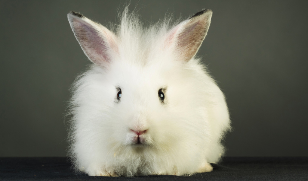 Пушистый белый декоративный кролик на сером фоне