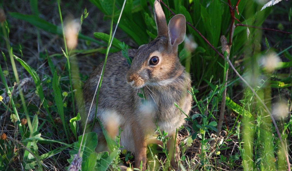 Серый заяц в зеленой траве