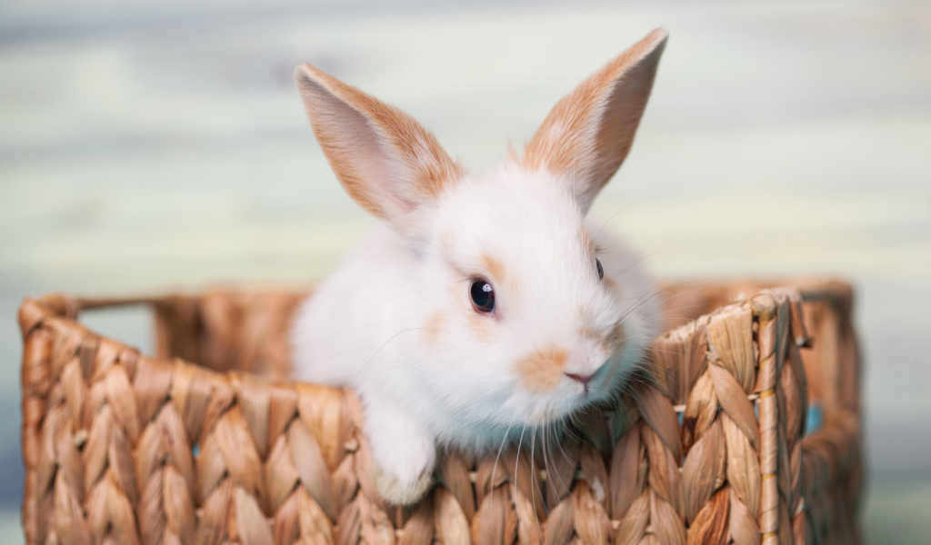 Маленький декоративный кролик в корзине