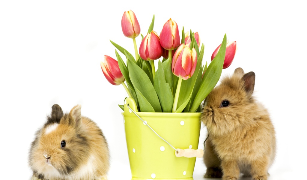 Два пушистых декоративных кролика с букетом тюльпанов на белом фоне