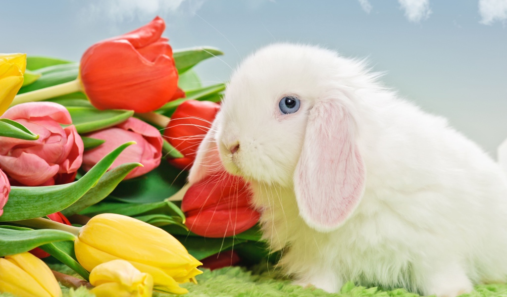 Белый голубоглазый кролик с букетом тюльпанов