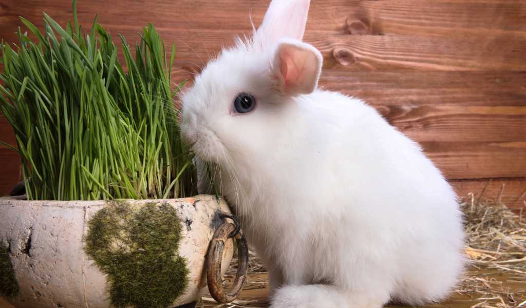 Белый пушистый декоративный кролик на деревянном фоне