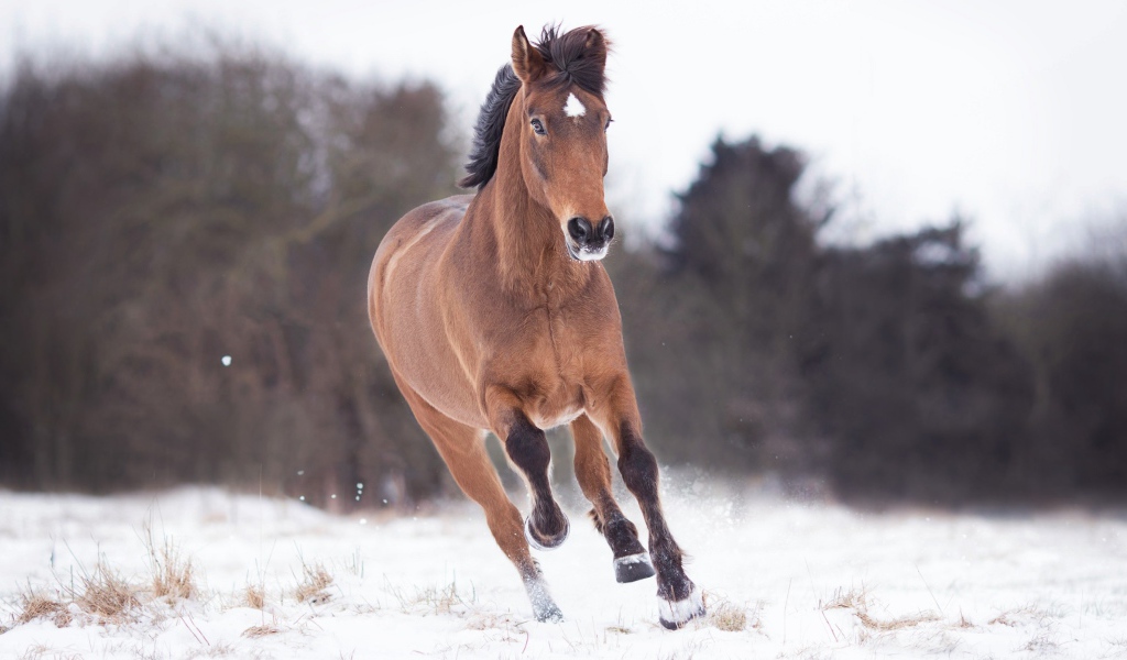 Коричневый конь бежит по снегу 