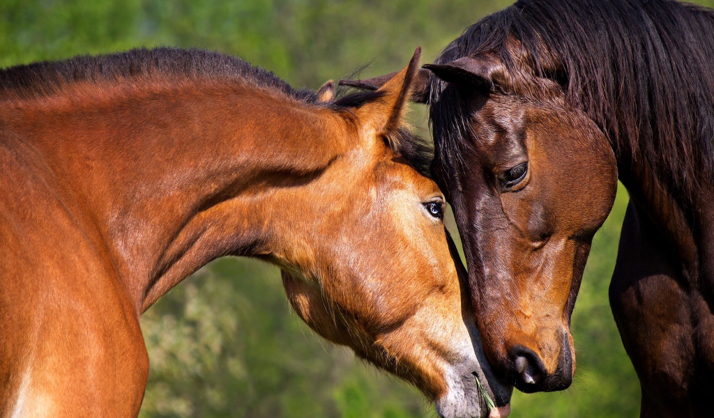 Влюбленная пара коричневых лошадей