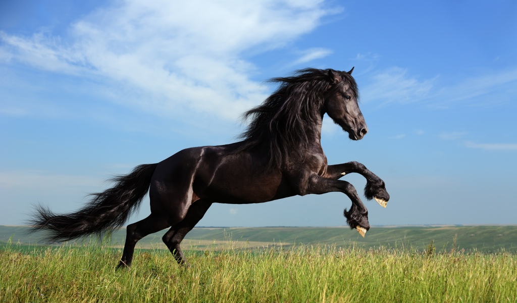 Красивый черный конь на фоне голубого неба