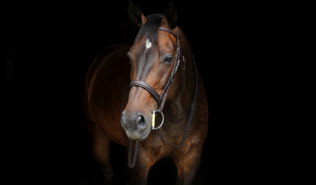 Красивый коричневый конь на черном фоне
