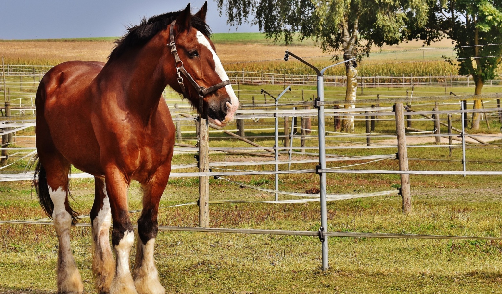 Красивый коричневый конь на ферме
