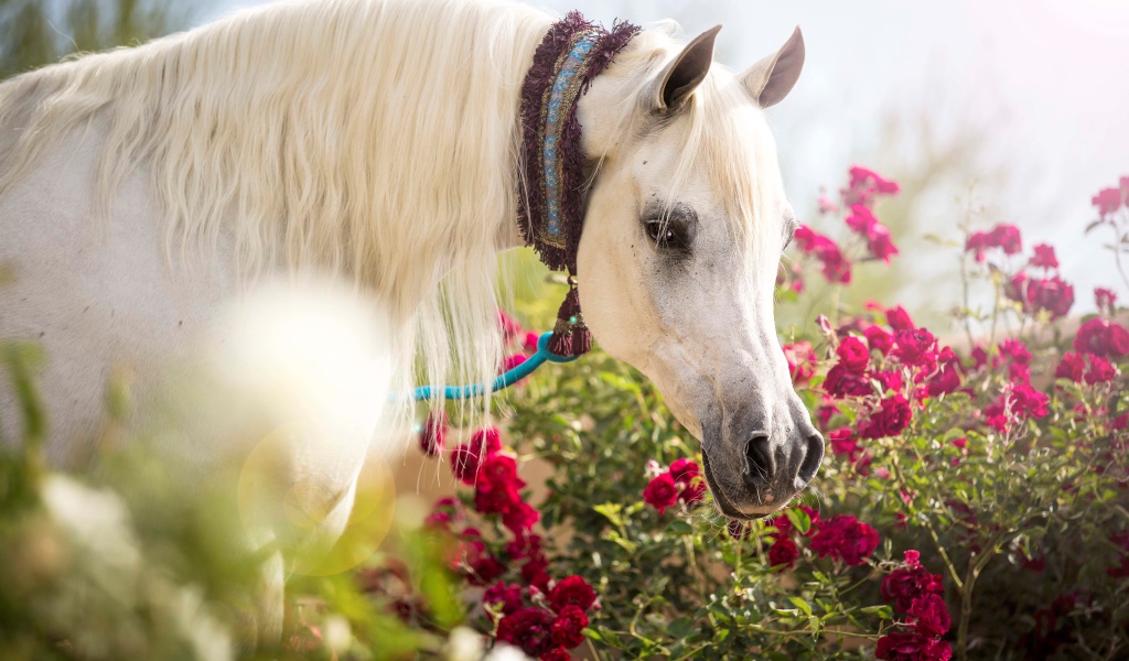 Красивая белая лошадь у красных цветов розы
