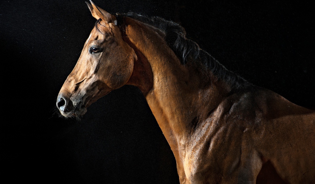 Большой коричневый конь на черном фоне