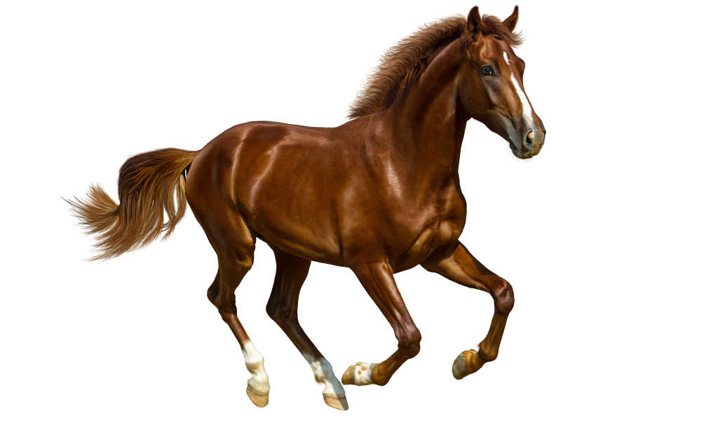 Коричневый красивый конь на белом фоне 
