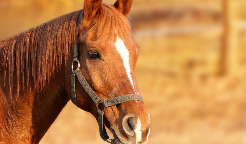 Морда коричневой лошади
