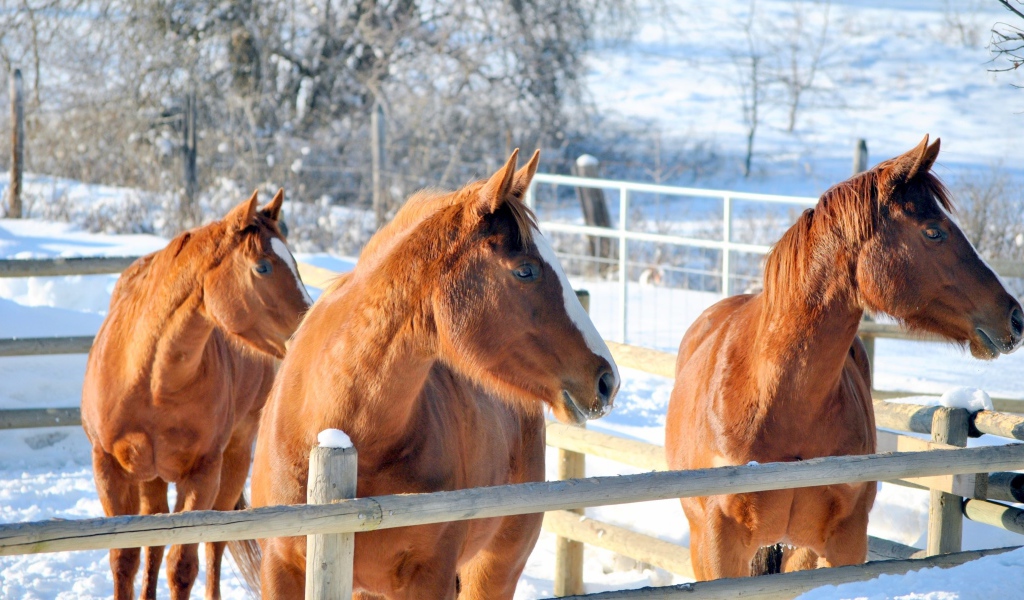 Три коричневые лошади на ферме зимой