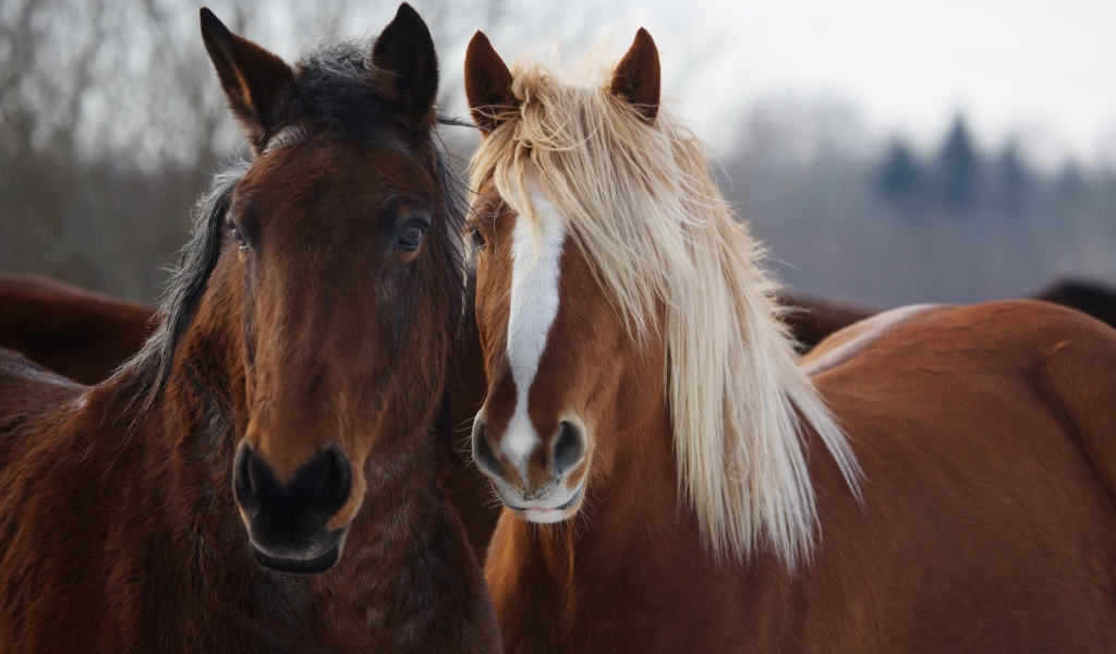 Две красивые коричневые лошади 