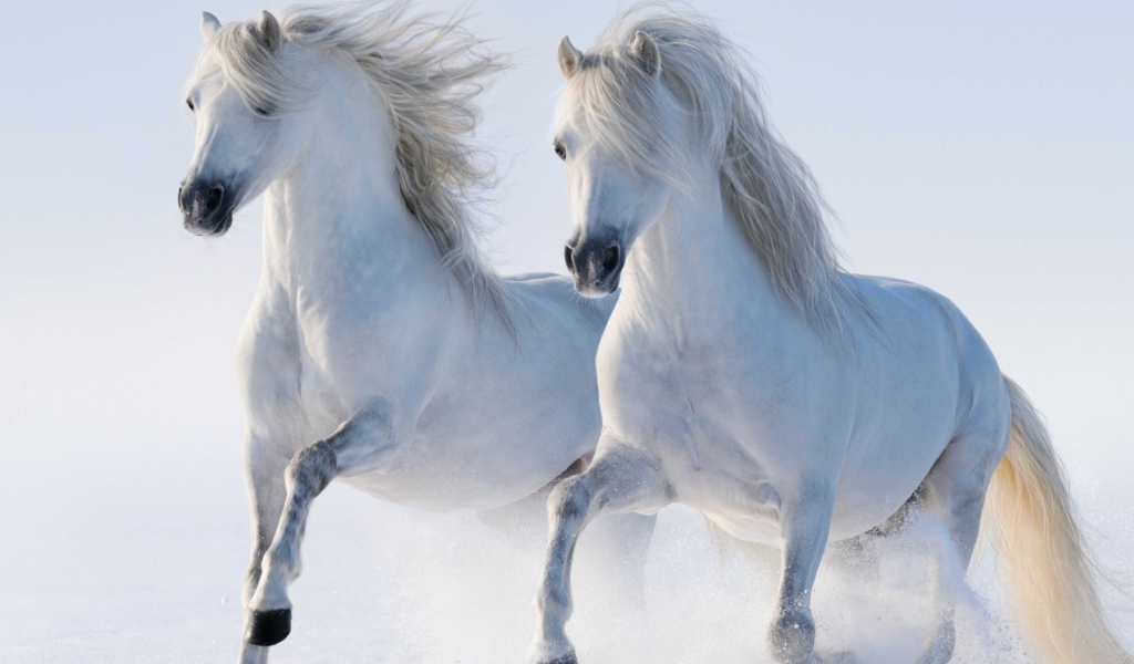 Two beautiful white horses run through the snow