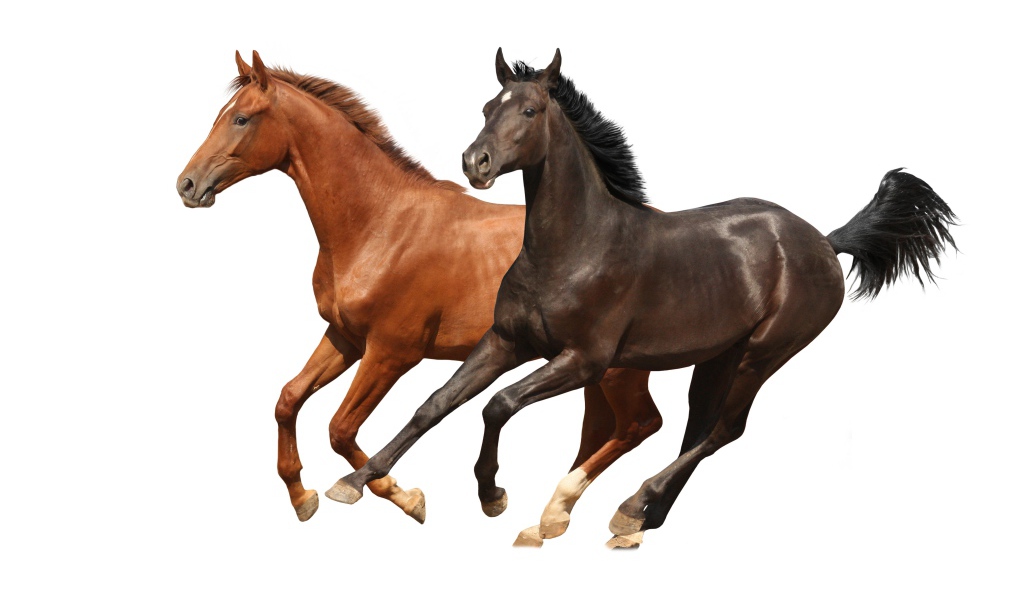 Two brown horses jumping against a white background