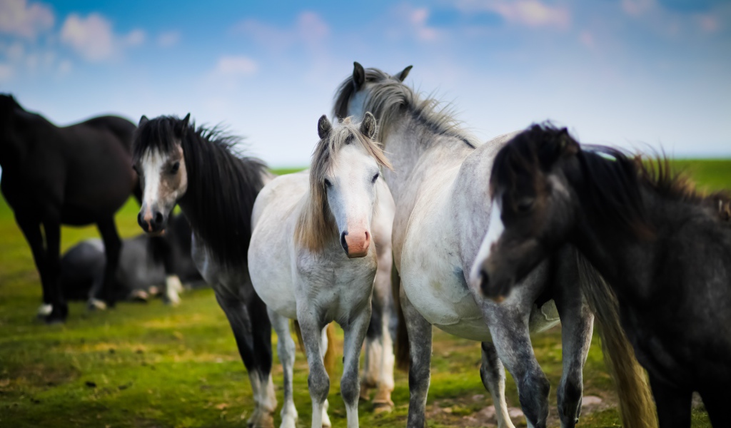 Белые и черные лошади на зеленом лугу
