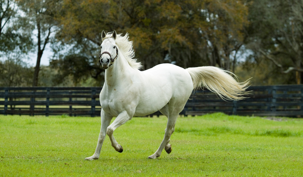 Белая красивая лошадь скачет по зеленой траве