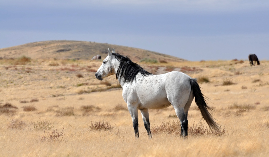 Белый конь с черной гривой пасется на сухой траве