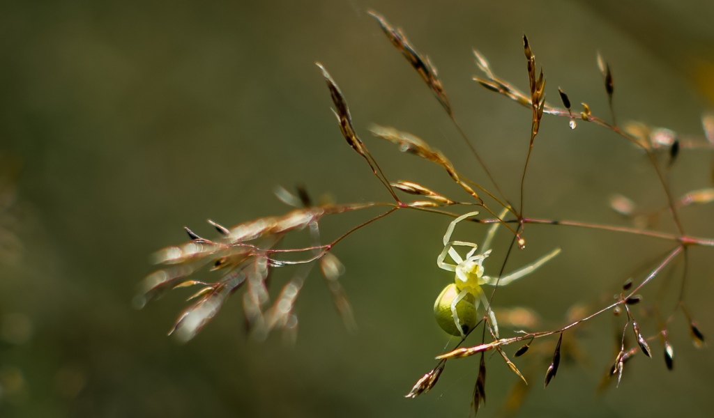 Зеленый паук висит на колоске