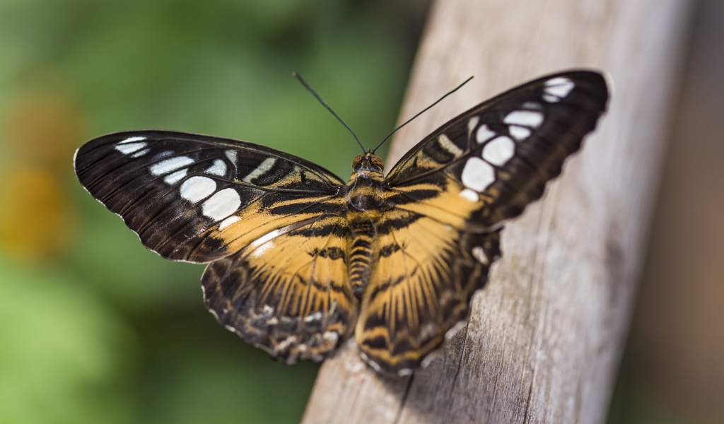 Большая бабочка сидит на дереве