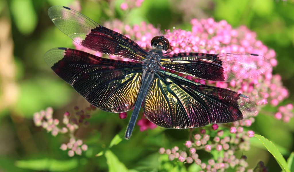 Большая стрекоза сидит на розовом цветке