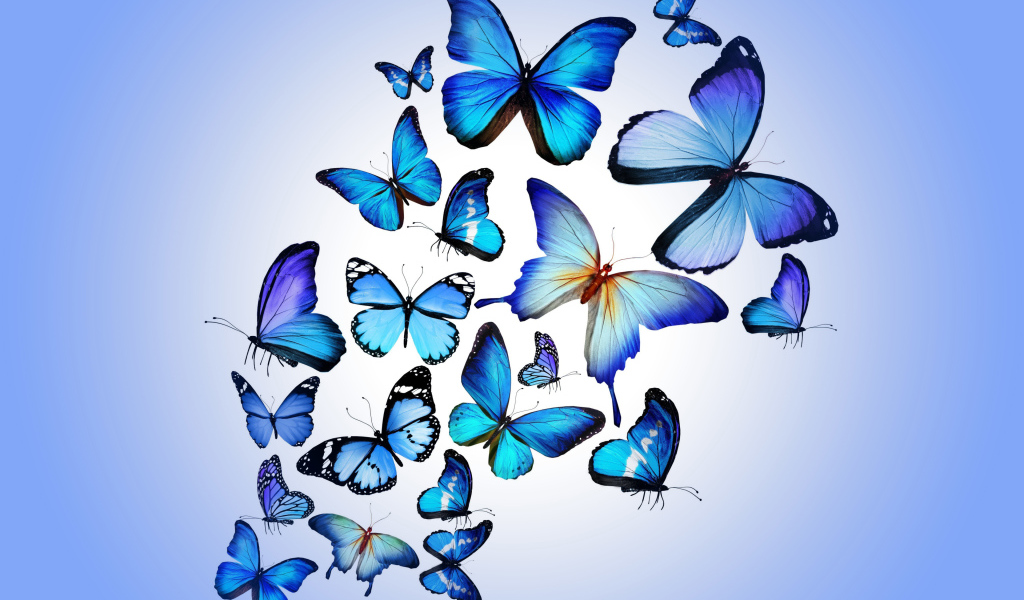 Много синих бабочек на голубом фоне