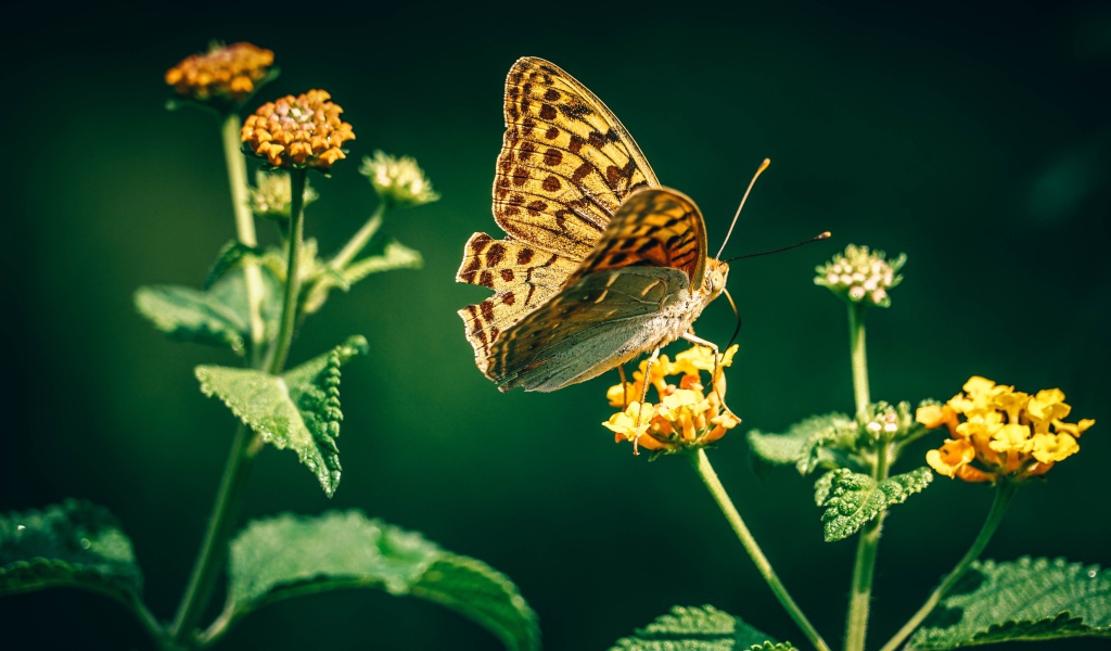 Красивая бабочка на оранжевом цветке