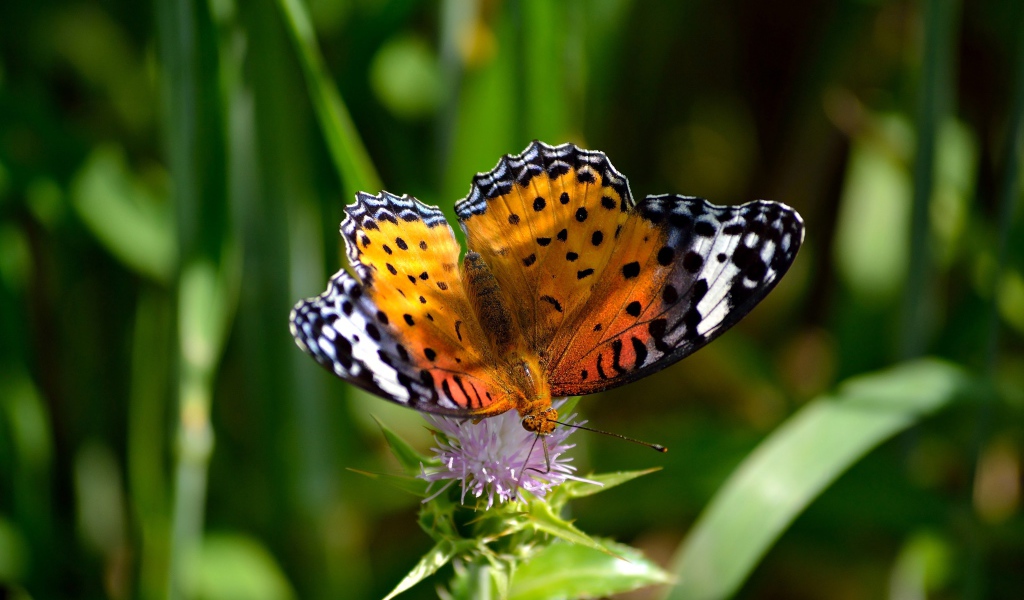 Красивая бабочка сидит на цветке чертополоха