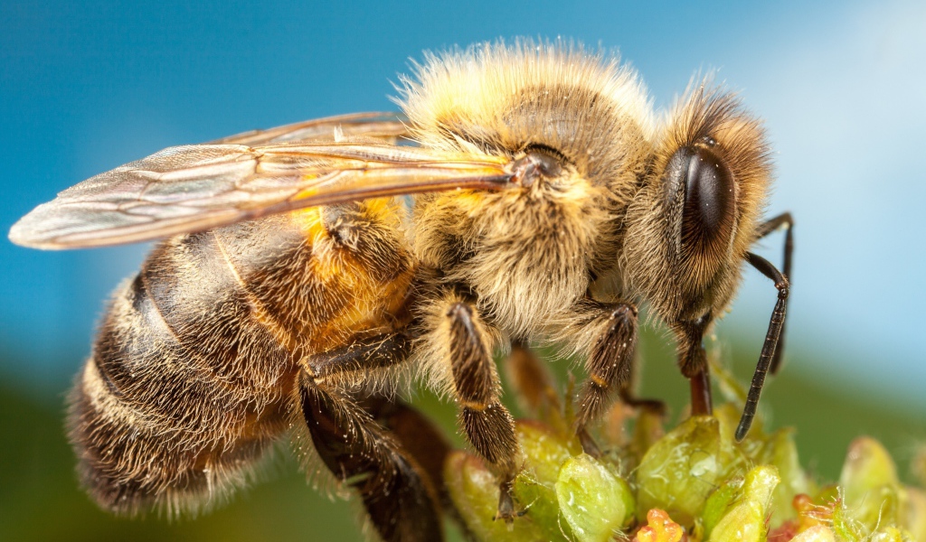 Пчела на цветке на голубом фоне крупным планом