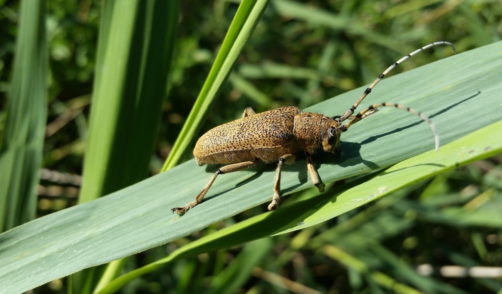 Большой жук скрипун на зеленом листе