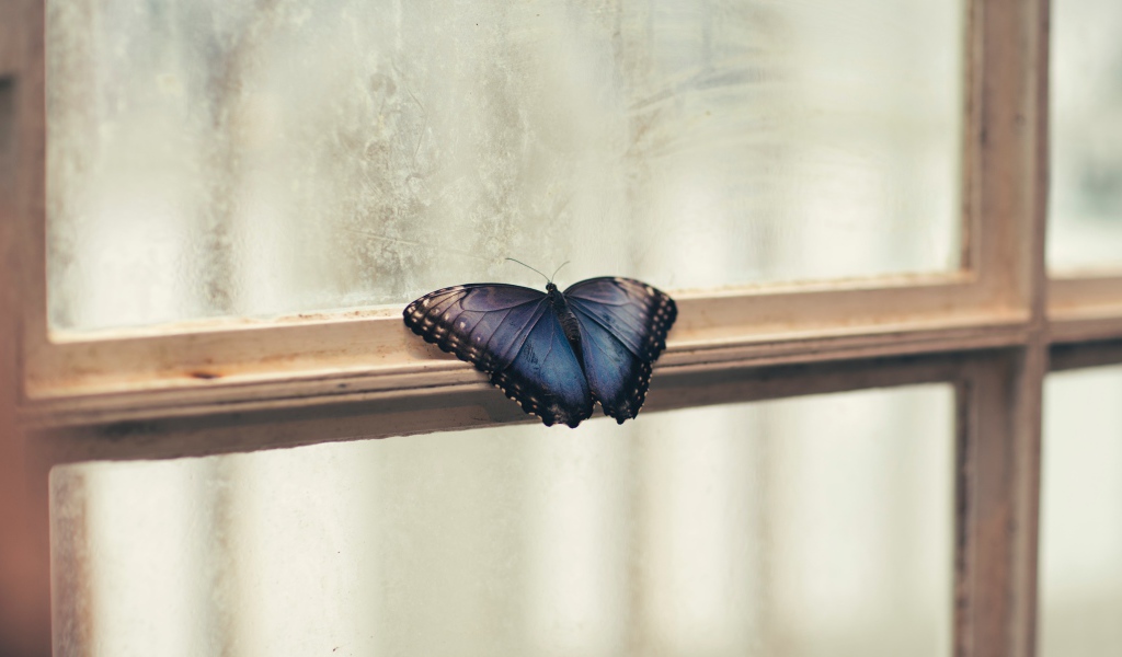 Голубая бабочка на окне