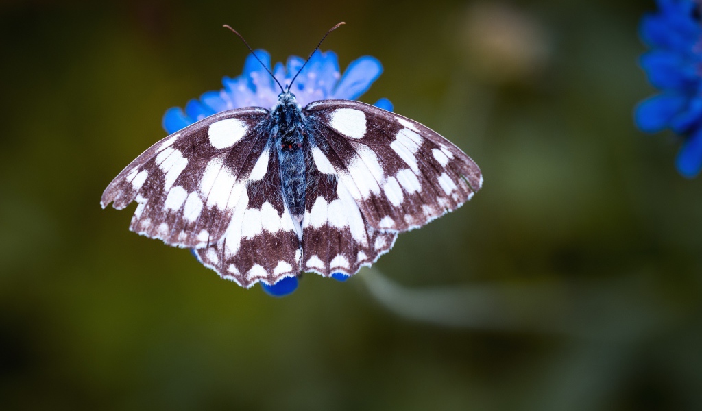 Бабочка на синем цветке крупным планом