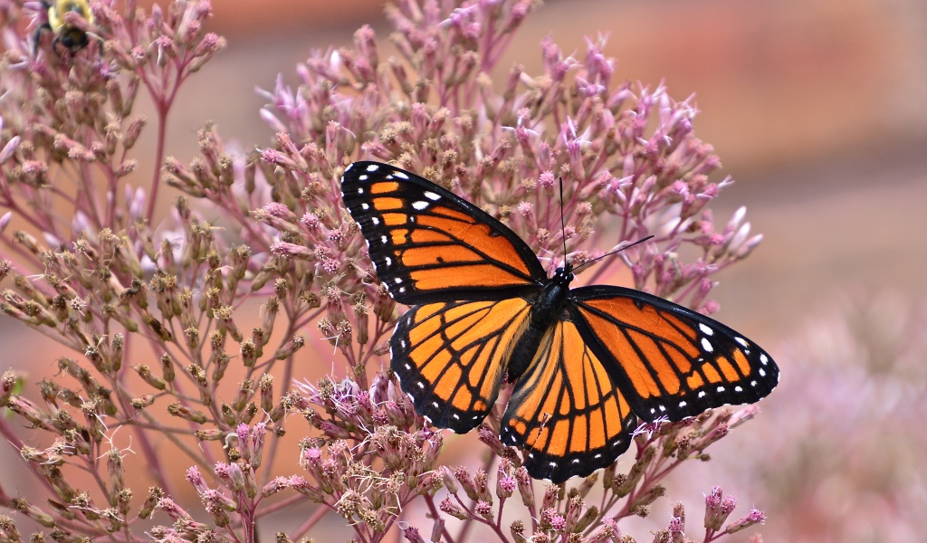 Бабочка на розовом цветке крупным планом