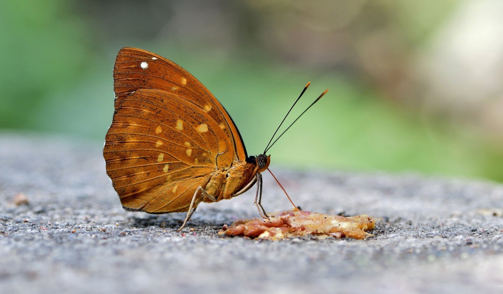 Бабочка на асфальте крупным планом