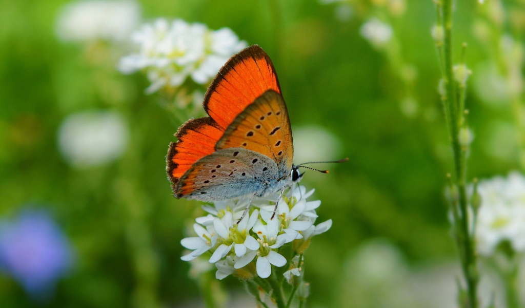 Бабочка сидит на белом цветке