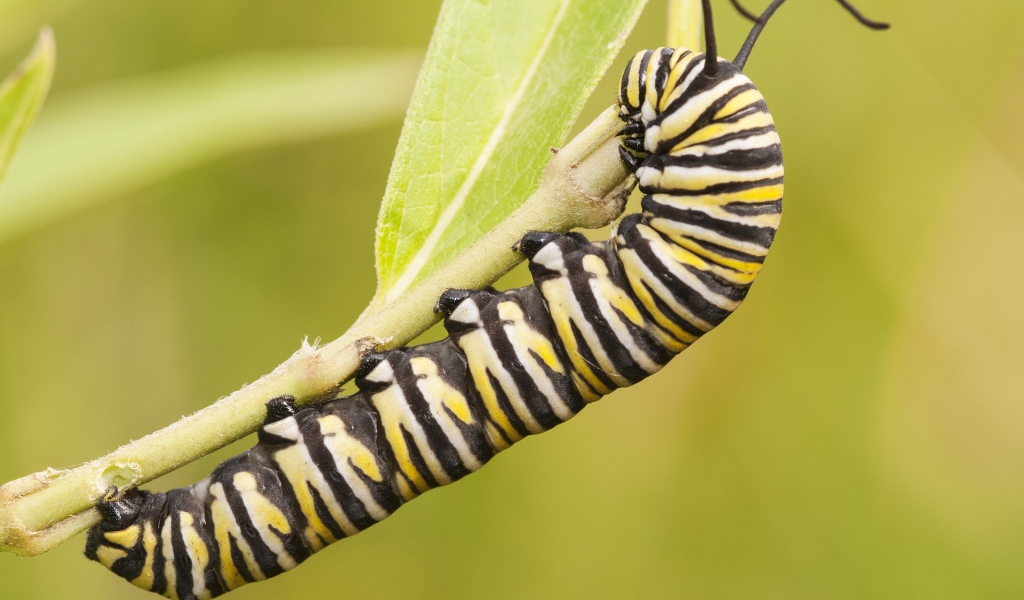 Гусеница бабочки монарх на ветке