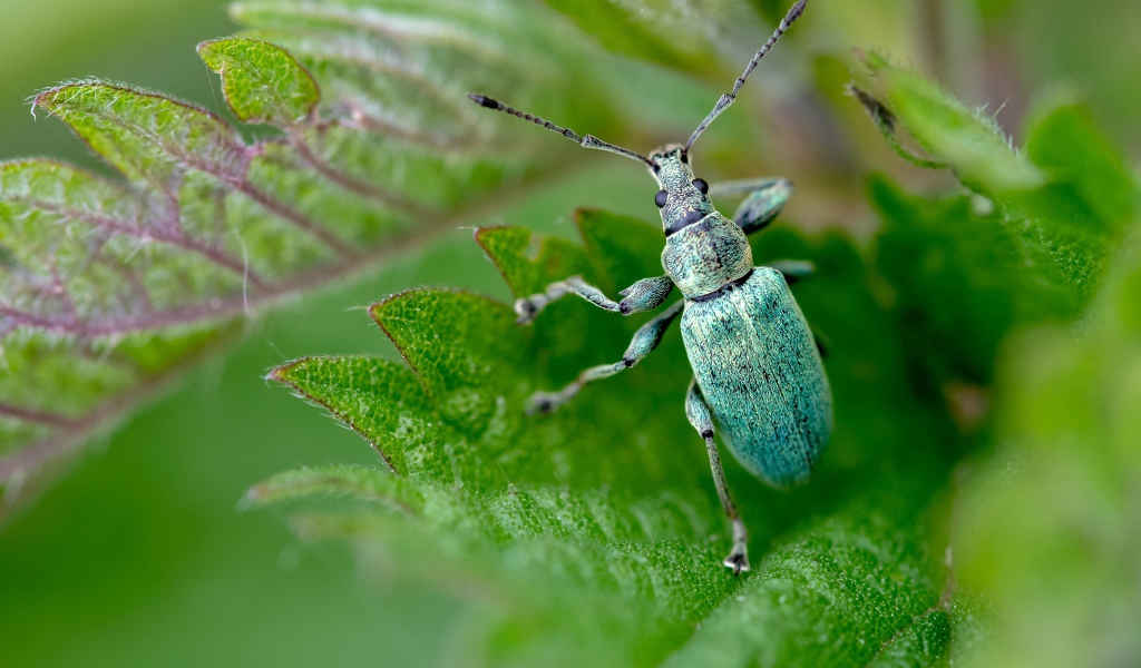 Зеленый жук листовой долгоносик крупным планом