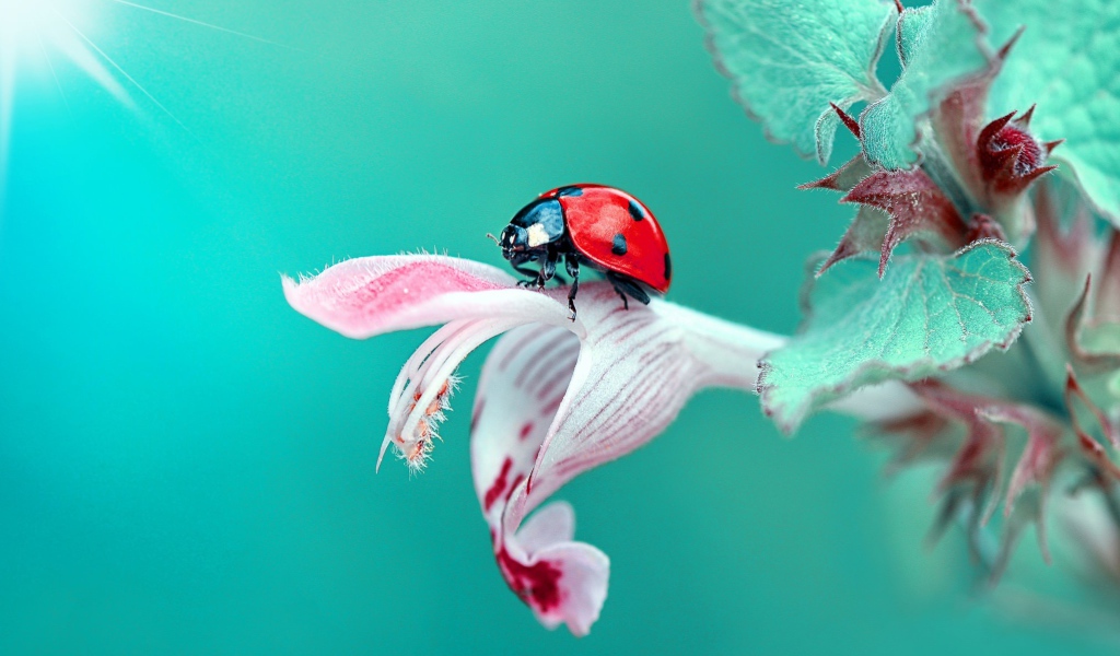 Божья коровка сидит на красивом цветке