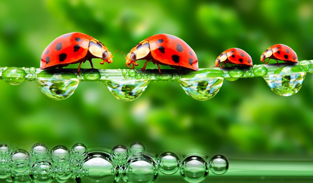 Божьи коровки на травинке с росой