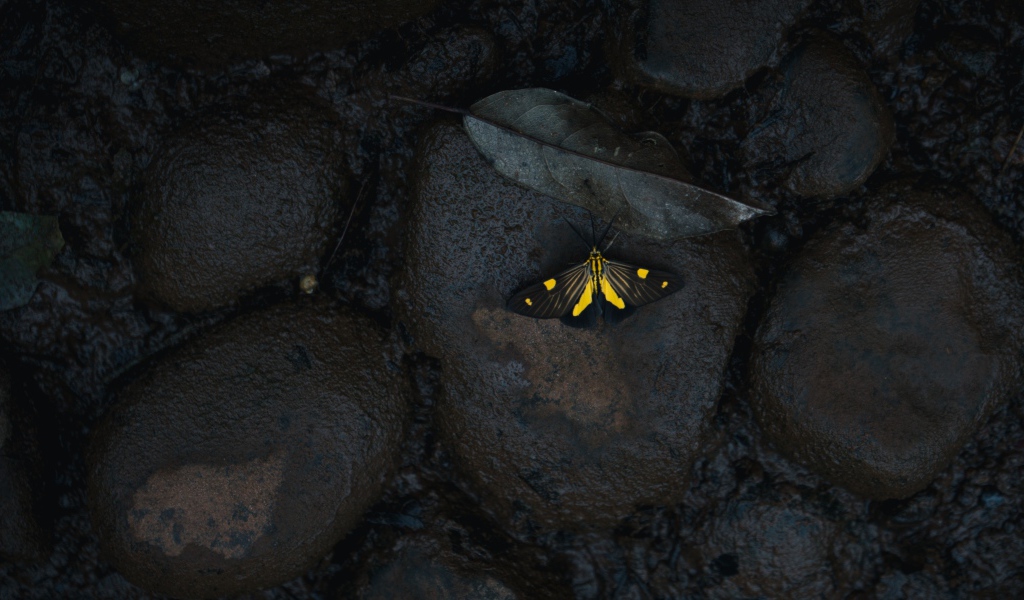 Маленькая бабочка на мокрых черных камнях