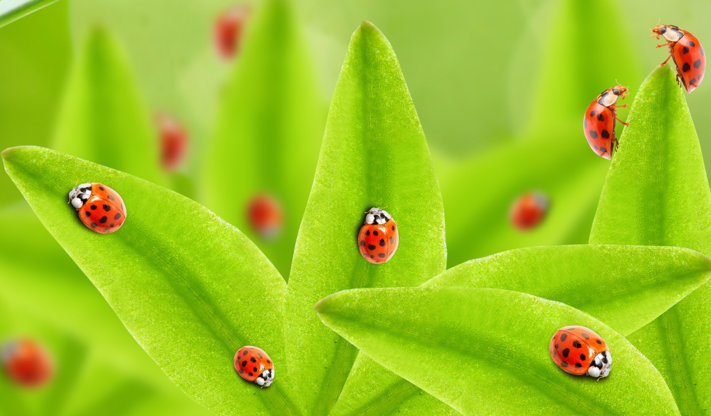 Много божьих коровок на зеленых листьях