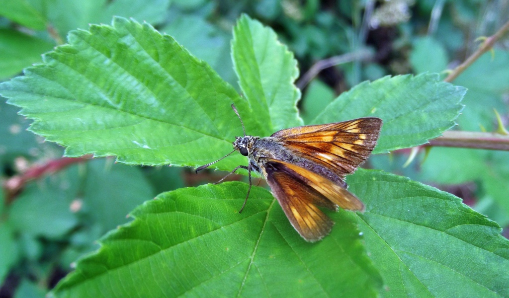 Мотылек на зеленом листе крупным планом